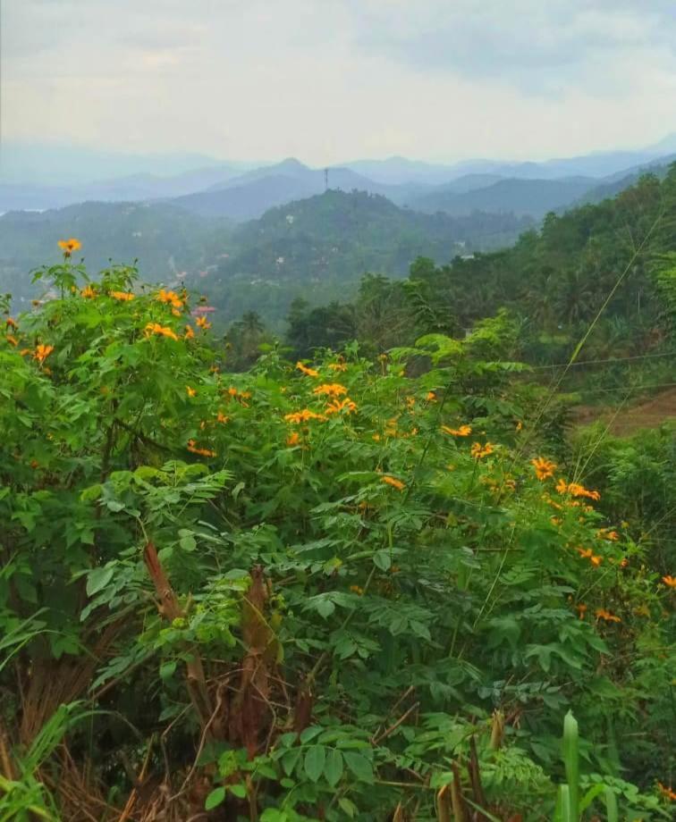 Kandy Ivy Mountain View Resort Eksteriør billede